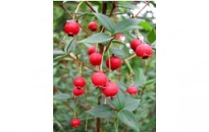 c-guava