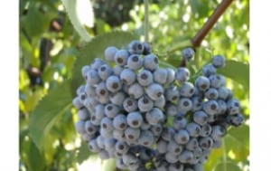 elderberry