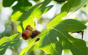 fig