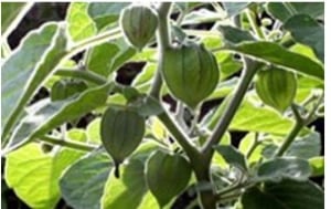 gooseberry