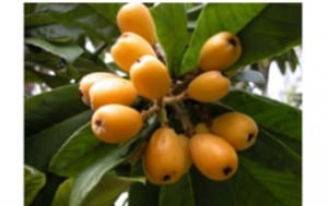 loquat