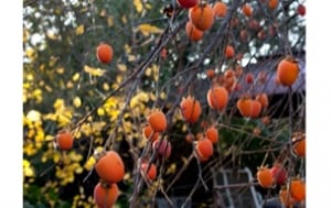 persimmon