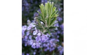 rosemary