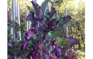 tree-collard