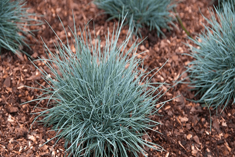 CA fescue festuca californica