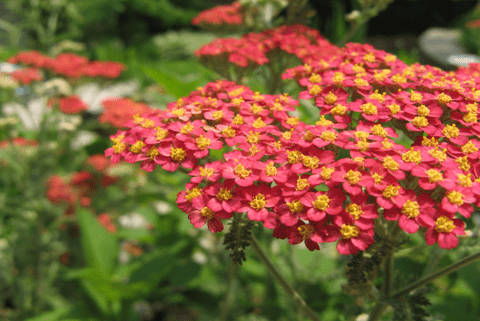 Yarrow achillia millefolium