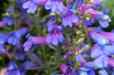 beardtongue penstemmon spp