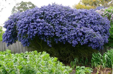 ca lilac ceanothus spp