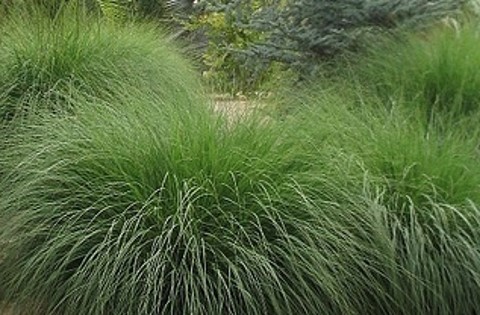 deer grass muhlenbergia rigens