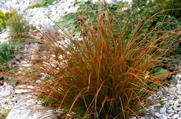 sedges carex spp