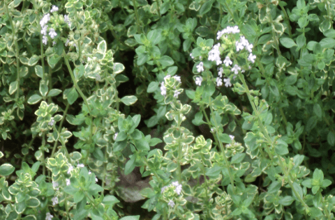 thymus spp