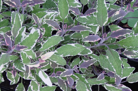 tricolor sage salvia officinalis