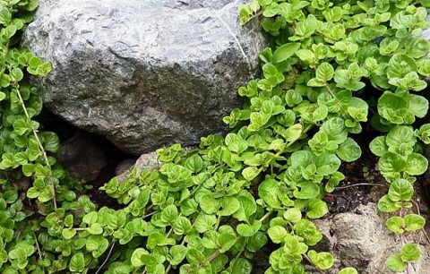 yerba buena satureja douglasii
