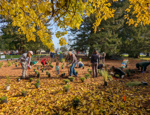 La Tercera Park Landscape Transformation