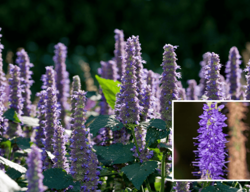 Blue Fortune Anise Hyssop