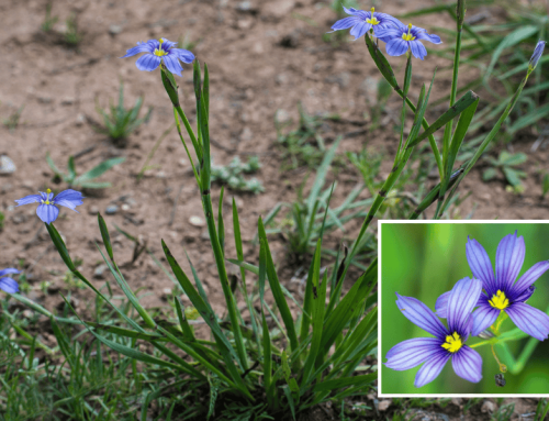 Blue-Eyed Grass