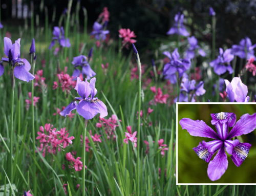 Douglas Iris