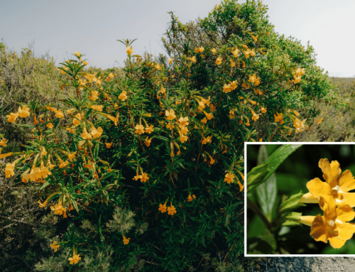Sticky Monkey Flower