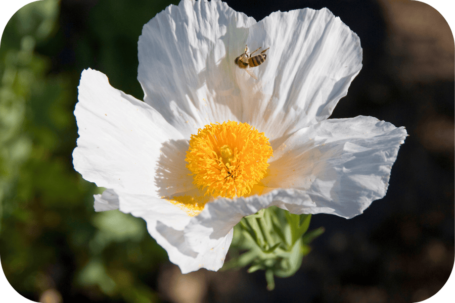 matilija poppy very low water use