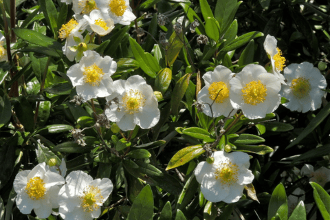 Bush Anemone