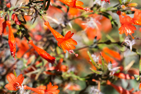 California Fuchsia