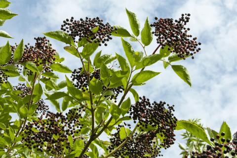 Elderberry Tree