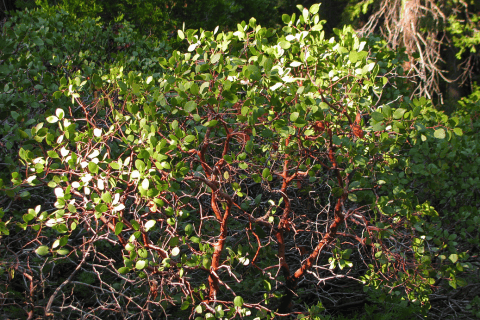 Manzanita spp