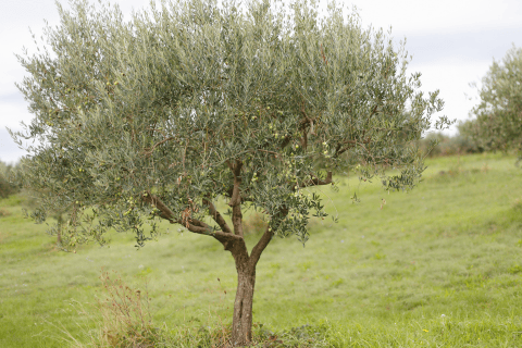 Olive Tree