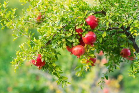 Pomegranate