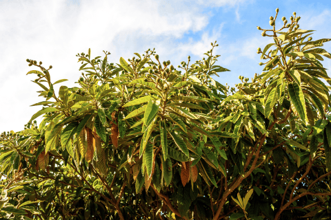 loquat tree