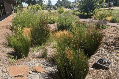 Library Rain Garden