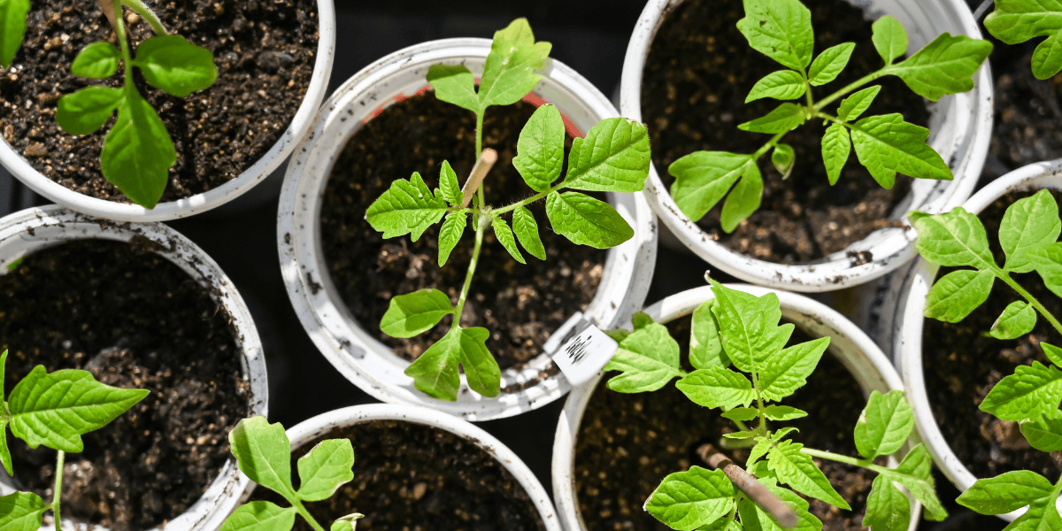 Seed Starting Header