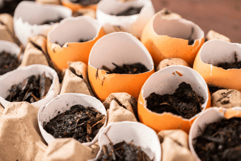 eggshell seed start container