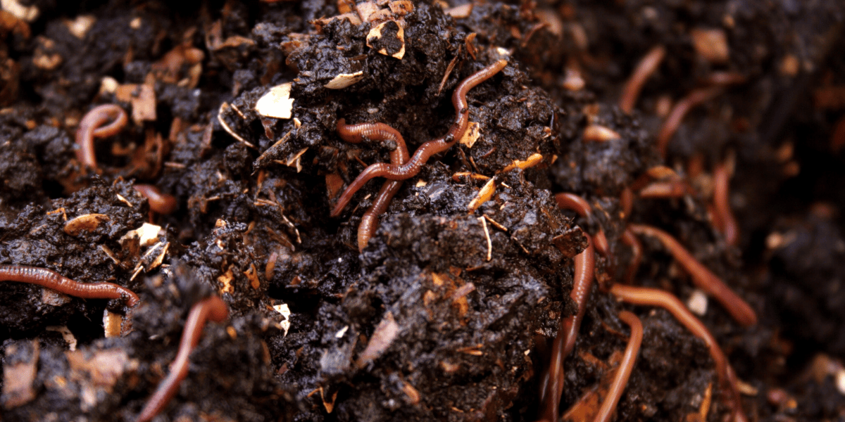 vermicompost header