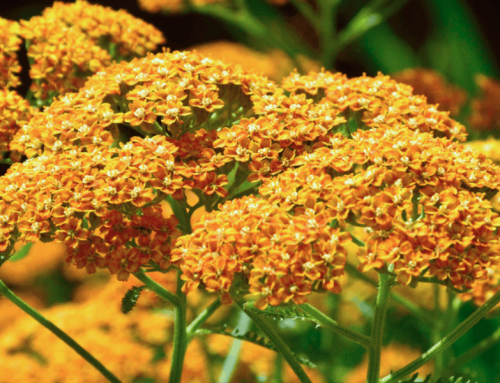 Yarrow “Terracotta”