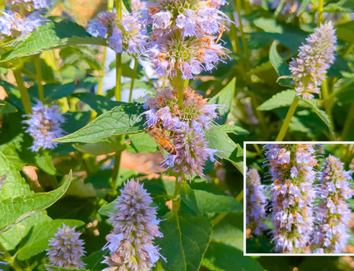 Anise Hyssop ‘purple haze’