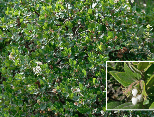 Brittleleaf Manzanita