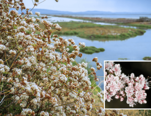 California Buckwheat