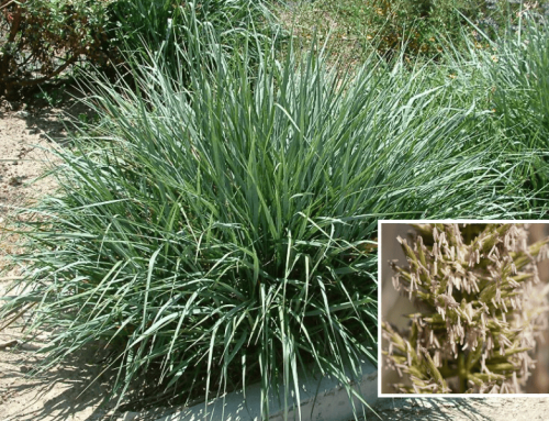 Canyon Prince Wild Rye