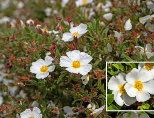 Sageleaf Rockrose