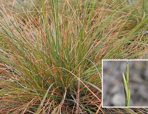 Idaho Fescue