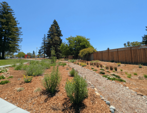 La Tercera Park Landscape Transformation