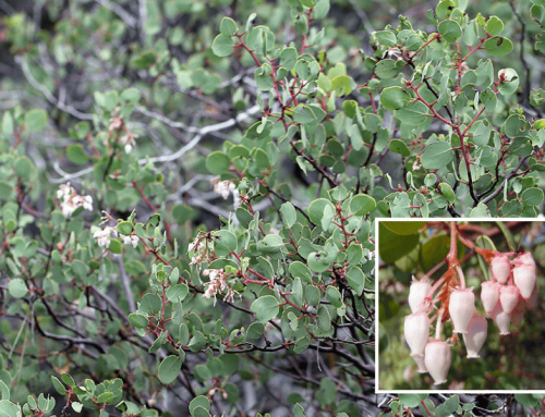 Manzanita “Howard McMinn”