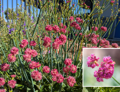 Red-Flowered Buckwheat
