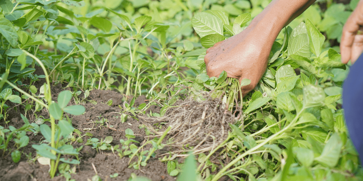 garden maintenance header