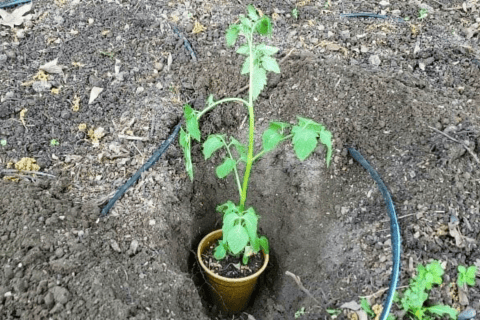 transplant check height