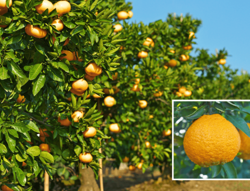 Satsuma Mandarin Orange