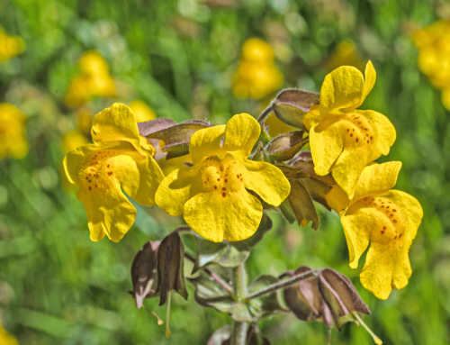 Seep Monkey Flower