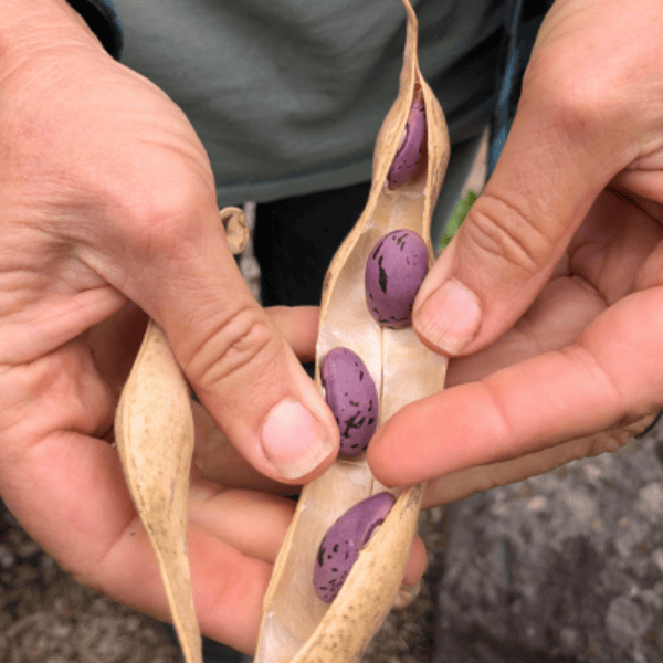 Red Beans in Jan’s Hands