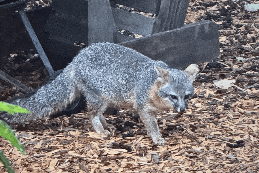 fox